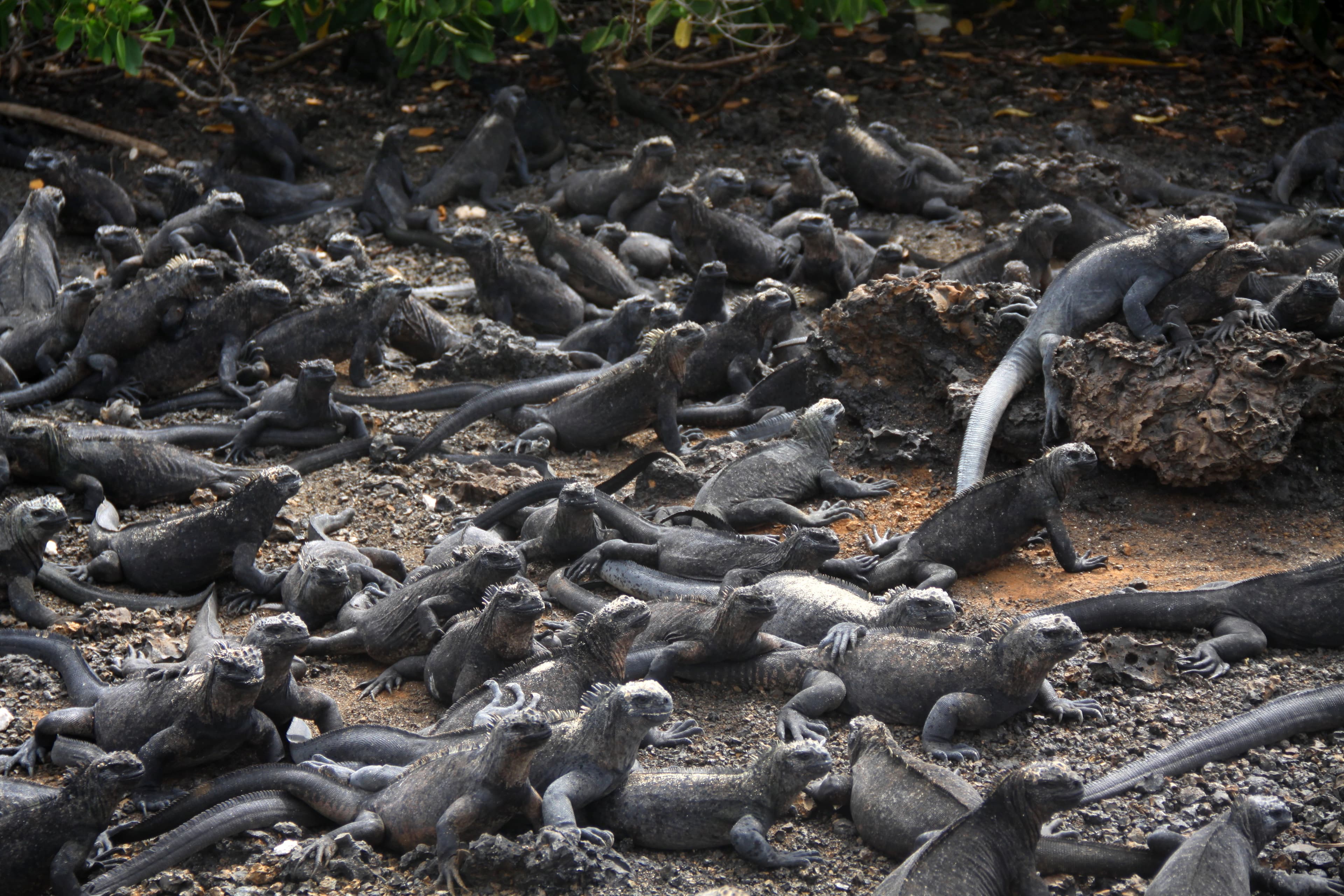 How Many Days Should You Spend on Isabela Island? (Hint: More Than You Think)